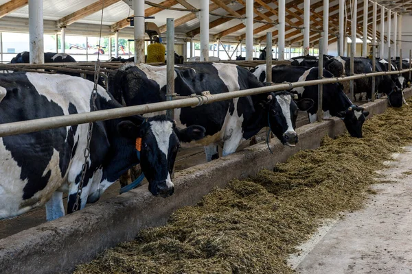 Tehéngazdaság Koncepció Mezőgazdaság Állatállomány Tehéncsorda Amely Tejelő Gazdaságokban Szénát Eszik — Stock Fotó