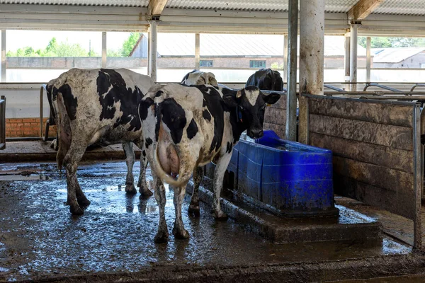 Schmutzige Kühe Stall Eines Milchviehbetriebs Steht Wassertank — Stockfoto