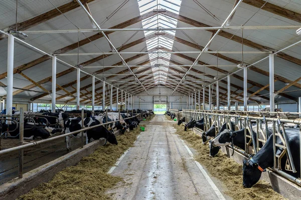 Melkkühe Fressen Futter Und Heu Modernen Stall Auf Dem Milchviehbetrieb — Stockfoto