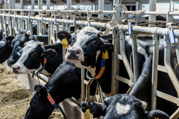 Vacas Leiteiras Que Comem Forragem Feno Moderna Fazenda Vaqueiros Fazenda — Fotografia de Stock