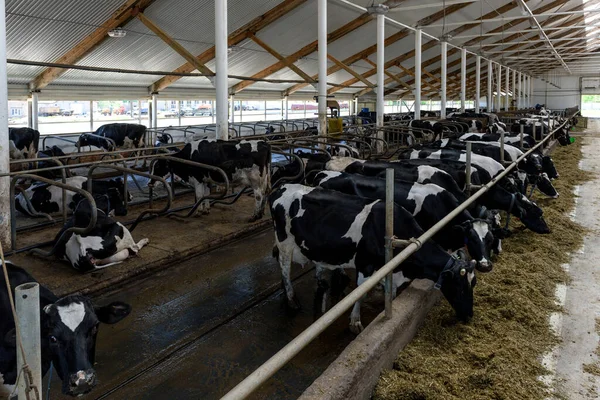 Fazenda Leiteira Moderna Com Vacas Leiteiras Comendo Feno Forragem — Fotografia de Stock
