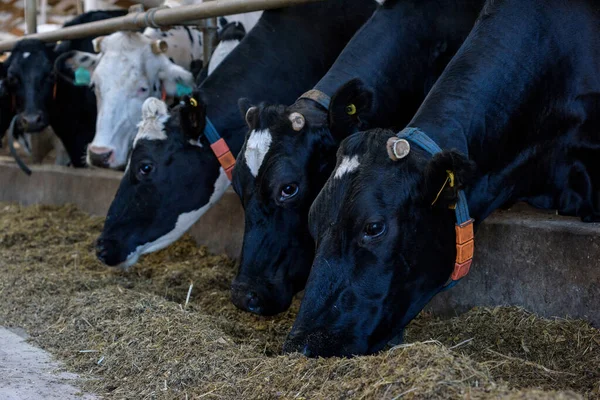 Kühe Fressen Stall Futter Und Heu Auf Milchviehbetrieb Nahaufnahme — Stockfoto