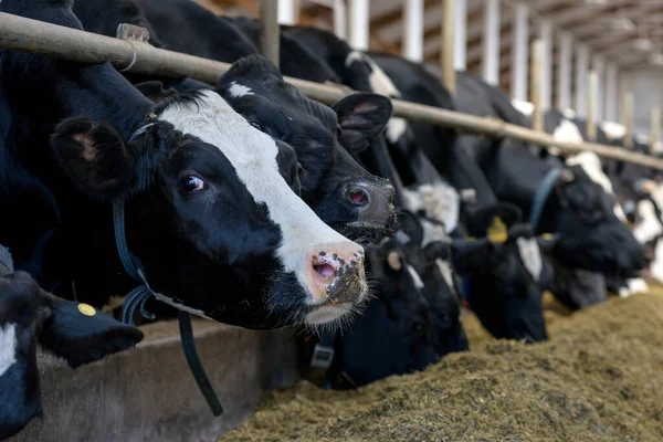 Vacas Comem Forragem Vaqueiro Feno Fazenda Leite Moderna Olha Para — Fotografia de Stock