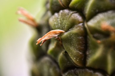  İnanılmaz yeşil yapraklar.