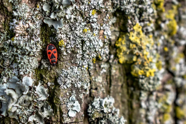  Ağaç kabuğu kapatma dokusu arkaplanı