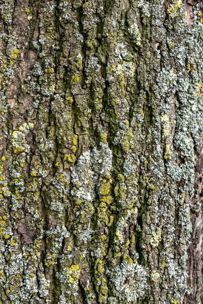 Кора Дерева Крупным Планом Текстуры Фона — стоковое фото