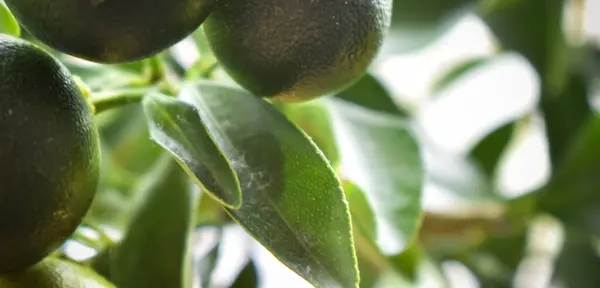 Taze taze limon meyveleri