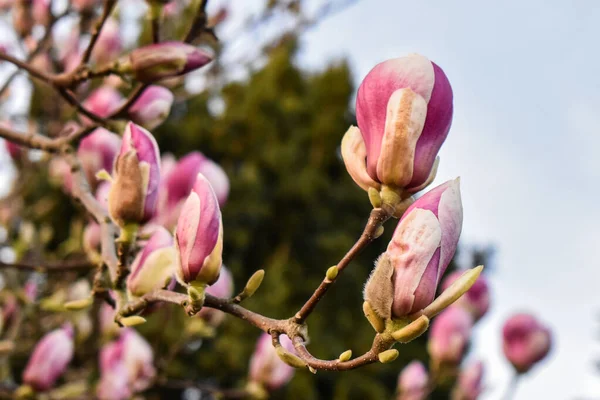 Bahar zamanı manolya ağacı çiçek açar.