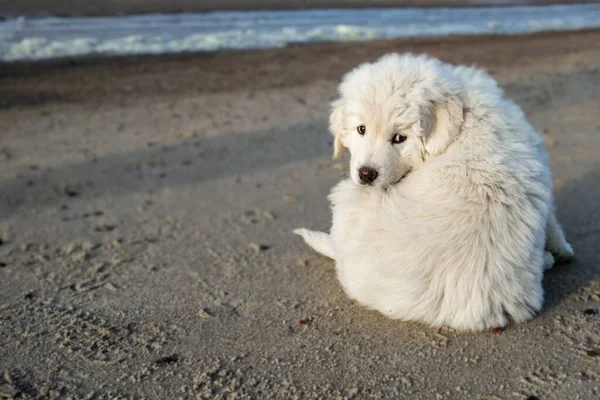 Tatra çoban köpeği karlı sahilde