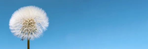 Beyaz karahindiba kafası ve arka planda uçan tohumlar.