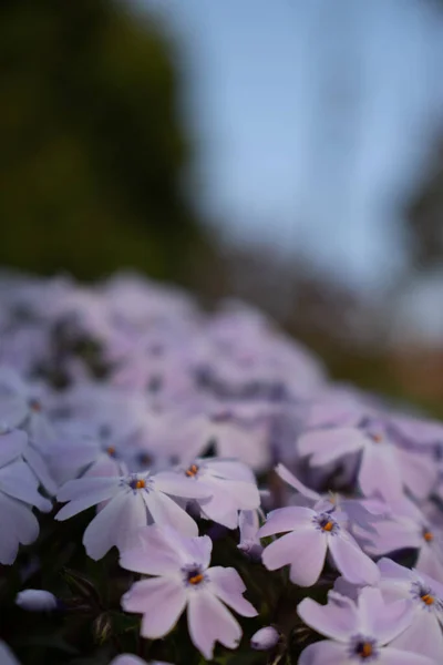  Çiçek açan küçük bahar arkaplanı