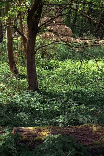 Orman ağaçları. doğa yeşil ahşap güneş ışığı arka planı