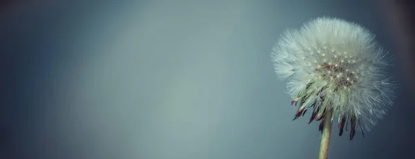 Біла Голова Кульбаби Літаючим Насінням Фоні — стокове фото