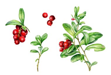 Elle çizilmiş sonbahar sığır çileği seti.