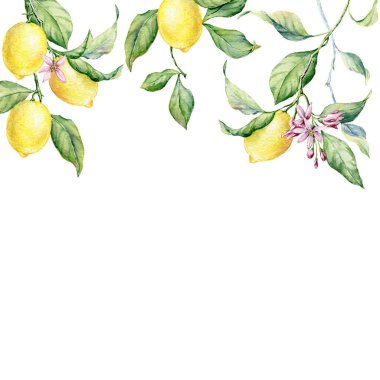 Doğal limonlu el çizimi çiçek kartı: çiçek ve yapraklar. Suluboya botanik çizimi