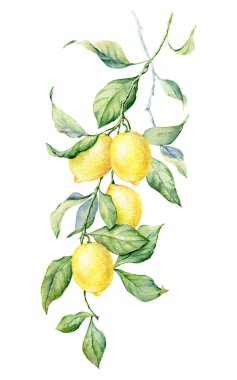 Limonlu Brunch. Suluboya botanik illüstrasyon. Güzel el çizimi dokusu.