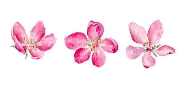 Set von Aquarell-Illustrationen von rosa Apfel- und Kirschblüten. — Stockfoto