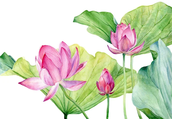 Ensemble d'aquarelle Illustration deux Lotus isolé sur fond blanc. — Photo