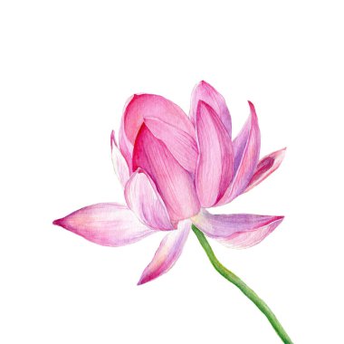 El çizimi suluboya çizimi. Bir pembe Lotus.