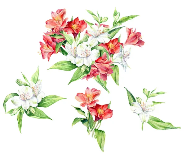 Ensemble de fleurs aquarelle Alstroemeria, isolé sur fond blanc. Collection artistique florale . — Photo