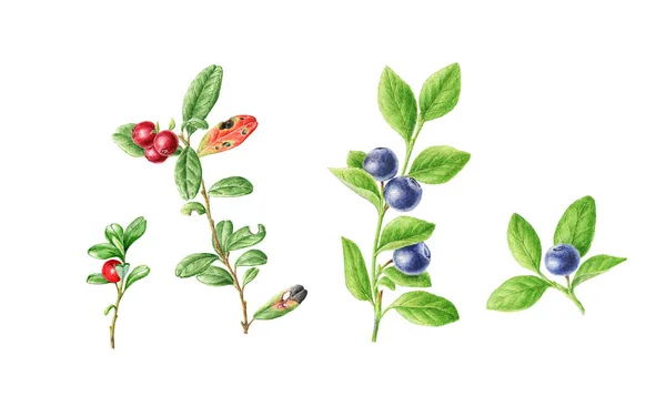 Set acquerello disegnato a mano di Cowberry autunno e mirtillo. Può essere utilizzato come biglietto di auguri per lo sfondo — Foto Stock