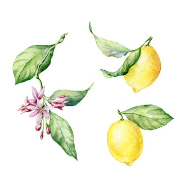 Taze sarı limonların el çizimi suluboya çizimi.