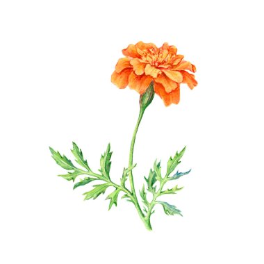 Marigold çiçeğinin elle çizilmiş botanik çizimi.