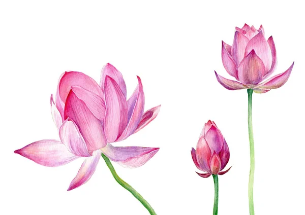 Ilustrasi cat air gambar tangan Tiga Teratai merah muda — Stok Foto