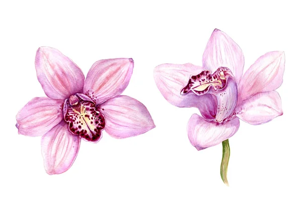 Conjunto de ilustración de acuarela Orquídea tropical — Foto de Stock
