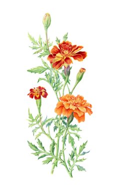 Marigold çiçeğinin elle çizilmiş botanik çizimi. Davetiyeler, film posterleri, kumaşlar ve diğer nesnelerin tasarımı için element.