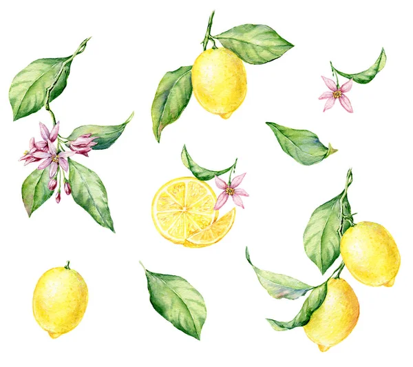 Set Acquerello Disegnato Mano Illustrazione Botanica Limoni Freschi Gialli Elemento — Foto Stock