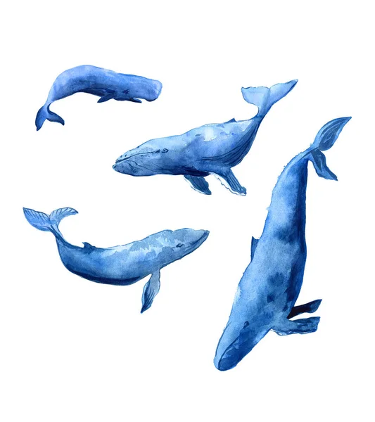 Acuarela Ilustración Familia Ballenas Cuatro Ballenas Azules Aisladas — Foto de Stock