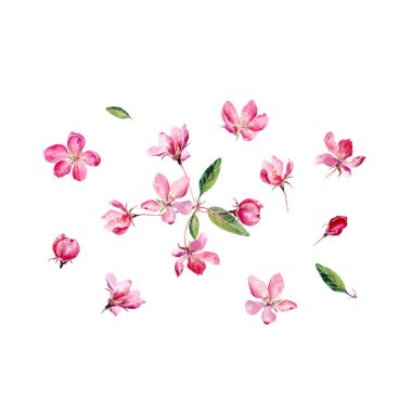 Vector Set of Hand suluboya çizimi Red Apple Flowers. Web sayfaları için romantik geçmiş, düğün davetiyeleri, tekstil.