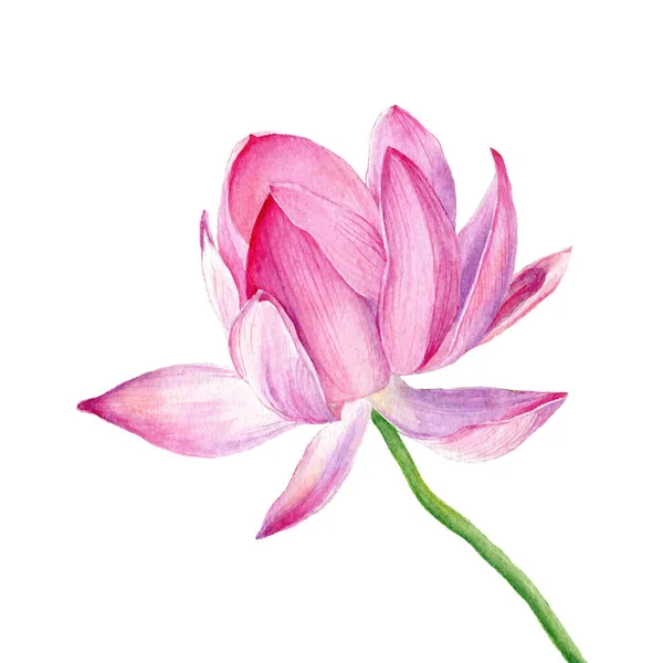 Vetor Ilustração Aquarela Desenhada Mão Lotus Rosa — Vetor de Stock