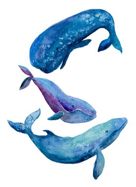 Suluboya çizimi Beyaz zemin üzerinde üç balina.