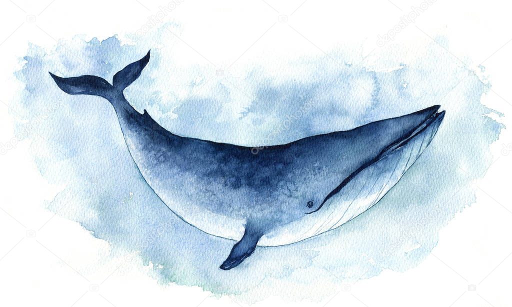 Watercolor Illustration Whale. One blue whale, isolated.