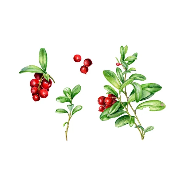 Kézzel Rajzolt Akvarell Készlet Őszi Cowberry Vektor Használható Üdvözlőkártyaként Háttér — Stock Vector