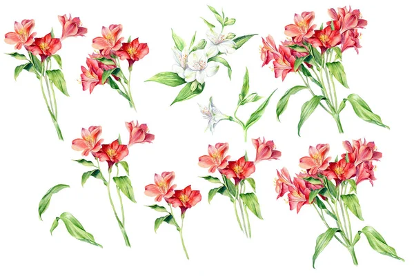 Conjunto Flores Aquarela Alstroemeria Isolado Sobre Fundo Branco Coleção Artística — Fotografia de Stock