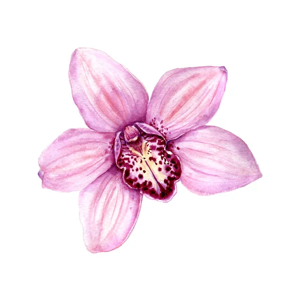 Illustration Aquarelle Orchidée Tropicale Élément Pour Conception Invitations Affiches Cinéma — Image vectorielle