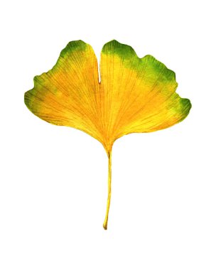 Ginkgo biloba yaprağının suluboya çizimi. Davetiye, film afişi, logo, pankart, kart ve diğer nesnelerin tasarımı için bir unsur. Japonya, Çin, sağlık ve meditasyonun sembolü.