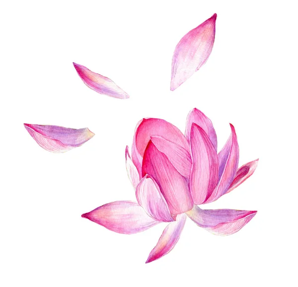 Conjunto Acuarela Botánica Ilustración Flor Loto Rosa Elemento Para Diseño — Foto de Stock