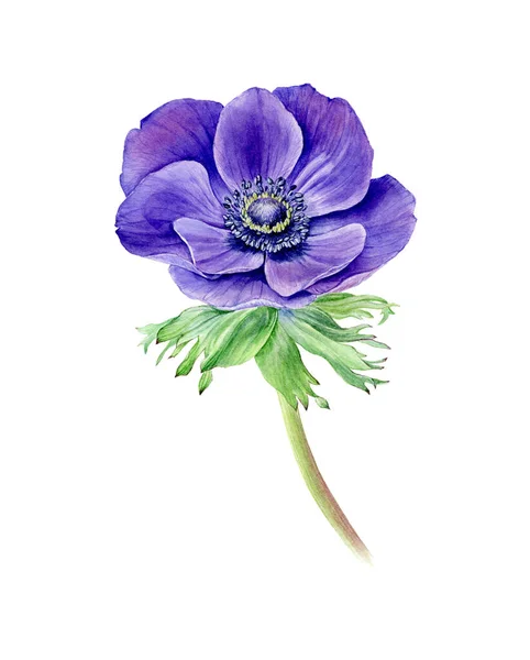 Handgezeichnetes Aquarell Anemone Blume Kann Als Grußkarte Für Hintergrund Geburtstag — Stockfoto
