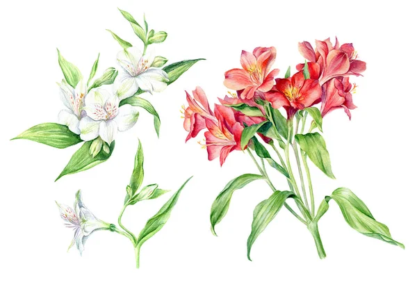 Ensemble Fleurs Aquarelle Alstroemeria Isolé Sur Fond Blanc Collection Artistique — Photo