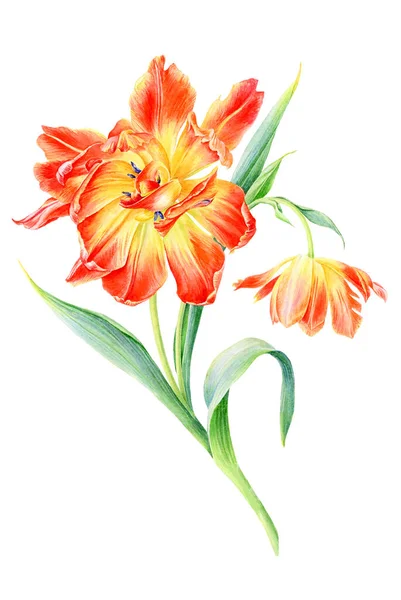 Tangan Digambar Bunga Cat Air Sunny Tulips Dapat Digunakan Sebagai — Stok Foto