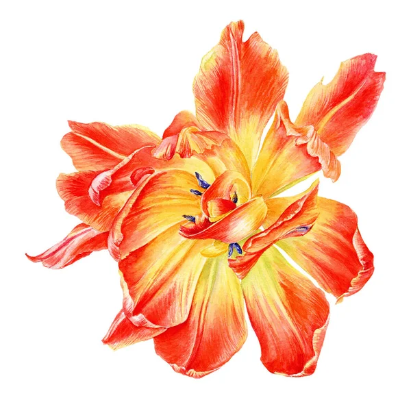 Mão Desenhada Aquarela Tulipa Flor Pode Ser Usado Como Cartão — Fotografia de Stock