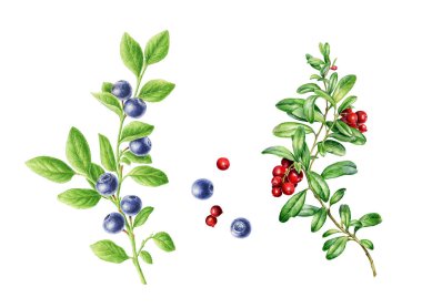 Elle çizilmiş sonbahar kızılcık ve yabanmersini seti. Geçmiş, doğum günü, anneler günü vesaire için tebrik kartı olarak kullanılabilir. Web sayfaları, duvar kağıtları için romantik arkaplan.