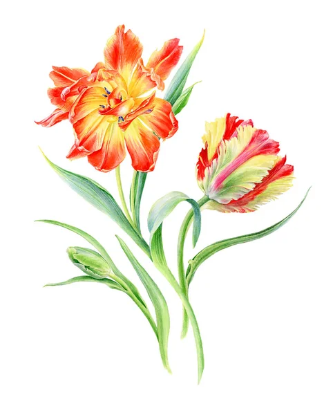 Mão Desenhada Aquarela Sunny Tulipas Flores Pode Ser Usado Como — Fotografia de Stock