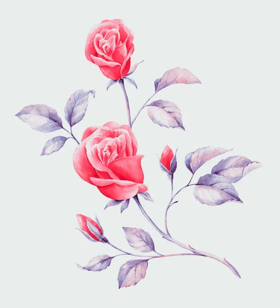 Acquerello Disegnato Mano Rosa Rose Inglesi Può Essere Utilizzato Come — Foto Stock