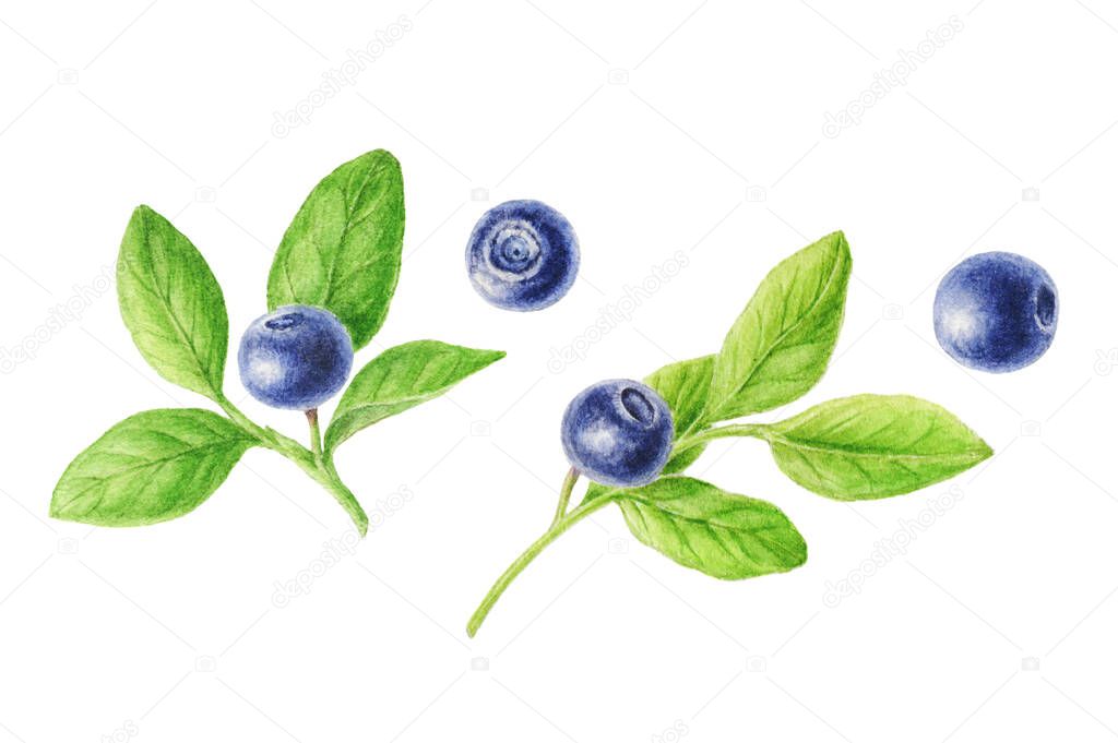 Hand-drawn watercolor set of blueberry. Can be used as a greeting card for background, birthday, mother's day and so on. Romantic background for web pages, wallpaper.