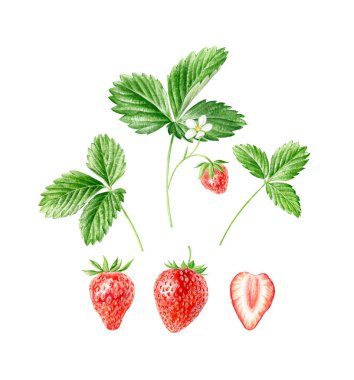 Çilek suluboya seti. El yapımı suluboya çizimi. Taze kırmızı meyveler. Yeşil yapraklar, brunch. Paketleme için izole arkaplan